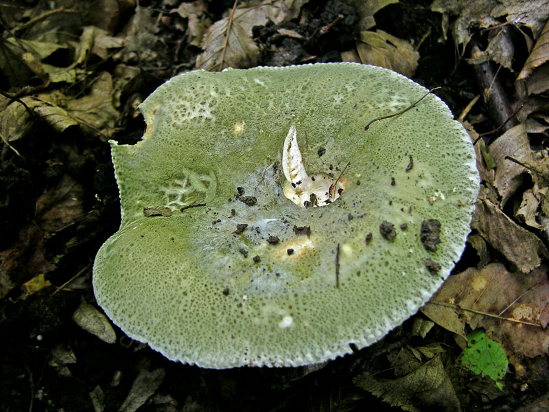 Russula virescens